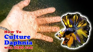 How to Culture Daphnia with ZERO Cost  Unlimited Live Food For Our Fish [upl. by Kerred525]