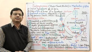 Diabetes Mellitus Part10 Mechanism of Action of Sulfonylurease  Antidiabetic Drugs  Diabetes [upl. by Gasparo172]