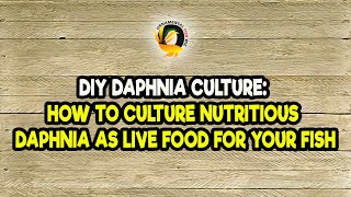 DIY Daphnia Culture How to Culture Nutritious Daphnia as Live Food for Your Fish [upl. by Hickey]