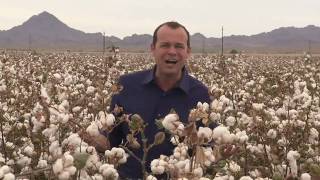 California Cotton Harvest [upl. by Ahsenal]