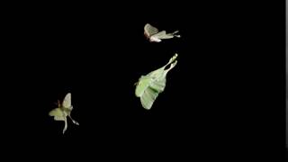 Luna Moth Actias luna 1500fps flight [upl. by Natan]