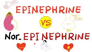 Epinephrine vs NorEpinephrine [upl. by Noremmac]