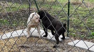 Olde English Bulldogge breeding at Evolution Bulldogges [upl. by Egap]