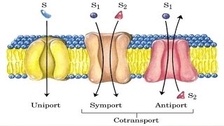 Cotransport mechanism [upl. by Ymij]