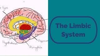 The Limbic System [upl. by Nuhsed]