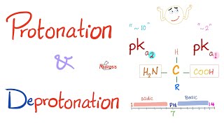 Amino Acids Part 3 pH and Pka  Biochemistry for MCAT DAT NEET [upl. by Smaoht]