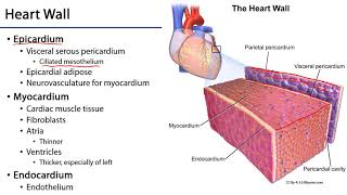 Heart Wall [upl. by Falconer]
