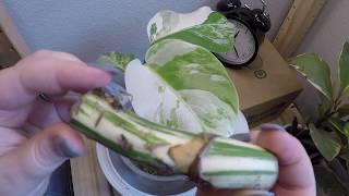 Timelapse Variegated Monstera Easy Propagation with Stem Node CuttingWet Stick [upl. by Arrahs335]