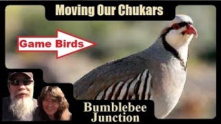 Raising Chukars  Moving Our Chukar Partridge To A Backyard Chicken Tractor [upl. by Ataymik]