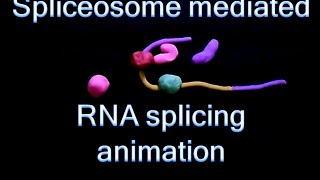 RNA splicing  spliceosome mediated splicing [upl. by Eduino]