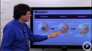 Meiosis [upl. by Elaweda362]