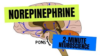 2Minute Neuroscience Norepinephrine [upl. by Nathanil]