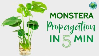 Monstera Propagation in 5 minutes  Houseplant Resource Center [upl. by Ariaes]