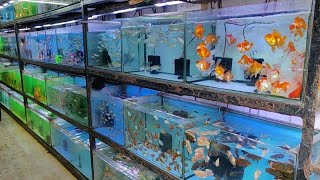 Aqua Planet Aquarium Fish Shop [upl. by Bowers]