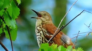 Brown Thrasher Singing [upl. by Atikcir]