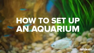 How to Set Up an Aquarium [upl. by Mahmud143]