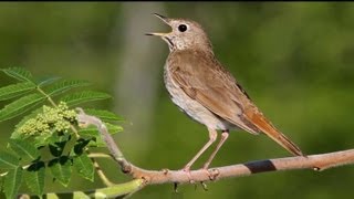 Hermit Thrush Singing [upl. by Nagar]