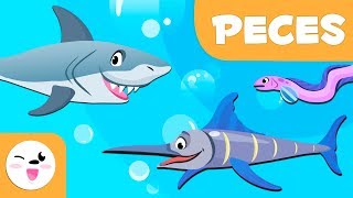 Los peces para niños  Animales vertebrados  Ciencias naturales para niños [upl. by Maclay482]