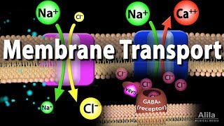 Membrane Transport Animation [upl. by Akeimat]