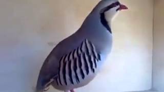 Excellent Sound of the Chukar Partridge Alectoris chukar [upl. by Lilla147]