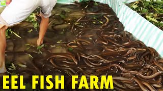 Eel Fish Farming  Eel Fish Harvesting [upl. by Ailido20]