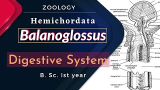 Balanoglossus  Digestive System  B Sc Ist year  Zoology [upl. by Jolyn]