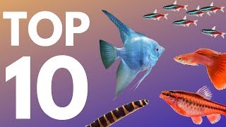 Top 10 Aquarium Fish for Beginners [upl. by Ginny]