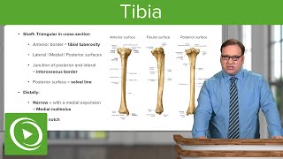 Tibia The Three Surfaces – Anatomy  Lecturio [upl. by Cori]