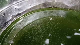 DAPHNIA MOINA CULTURE IN A SMALL BUCKET [upl. by Sissy]