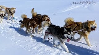 Alaskan Malamutes  Arctic Expedition with Joe Henderson [upl. by Sashenka311]