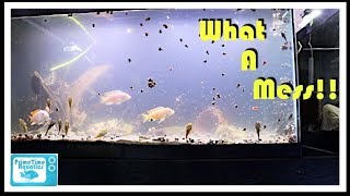 Cloudy Water in a Fish Tank and What to do About It [upl. by Weir]