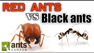 WHO WINS RED ANTS VS BLACK ANTS [upl. by Ahsinyar875]