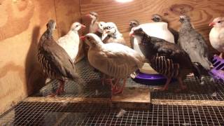 Chukar partridge Different Breeds [upl. by Will]