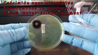 Using the Oxidase Test and Cetrimide Agar to Identify Pseudomonas [upl. by Nipahc]