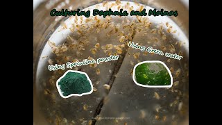 How To Culture Daphnia and Moinas using Green Water Spirulina powder [upl. by Barbarese486]