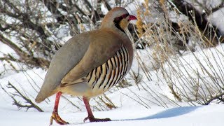 Chukar Partridge  Unique Flavourful LowMaintenance [upl. by Eenhpad]