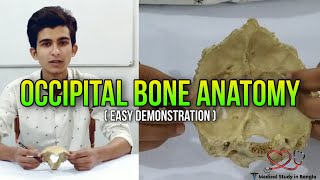 Occipital bone anatomy in Bangla  parts attachment content ossification [upl. by Otreblide]