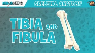 Tibia amp Fibula Anatomy [upl. by Iroc]