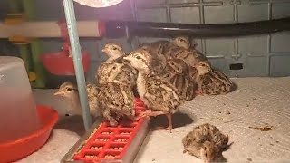 Hatching Chukar Partridges  Redlegs Unlimited Eggs [upl. by Edward]