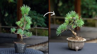 Creating a Pine Bonsai [upl. by Neila]