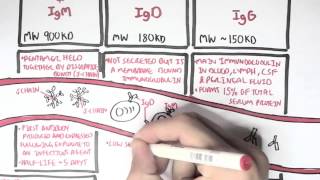 Immunology  Antibodies Function [upl. by Roseanna255]