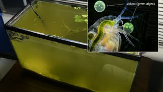 Raising Daphnia for the Freshwater Aquarium [upl. by Radferd]