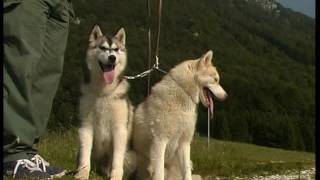 The Siberian Husky And Alaskan Malamute [upl. by Margaretta]