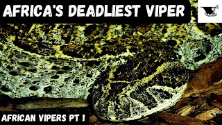 The Deadliest Vipers in Africa [upl. by Nolur]