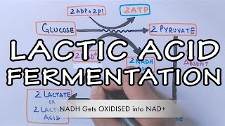 Lactic Acid Fermentation  Detailed [upl. by Eamaj]