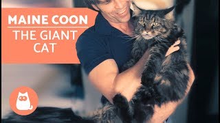 MAINE COON – Characteristics Character and Care [upl. by Animaj]