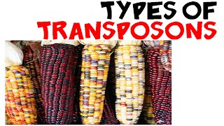 Types of transposons [upl. by Arreik]