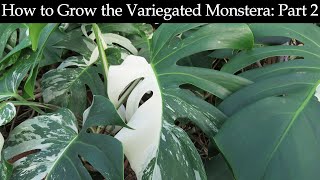 How to Grow the Variegated Monstera Part 2 [upl. by Idnyl]