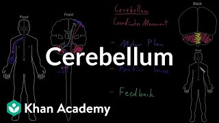 Cerebellum  Organ Systems  MCAT  Khan Academy [upl. by Torin]