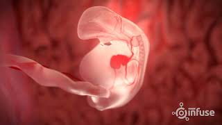 Fetal Development 3D Animation  Infuse Medical [upl. by Gasser]